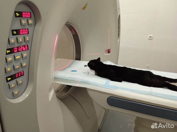 Василий нуждается в тебе