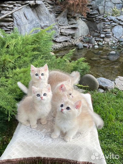 Голубое золото ay12