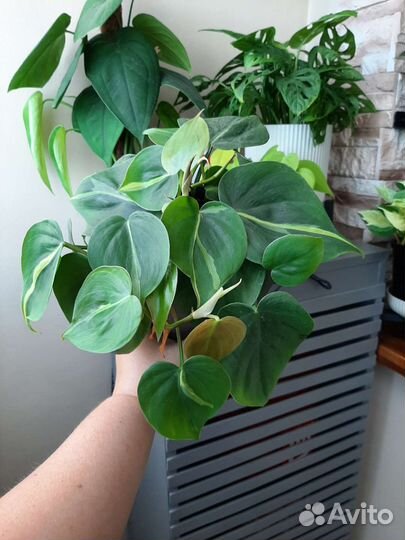 Филодендрон, Пеперомия, Эпипремнум, Плющ, Хойя