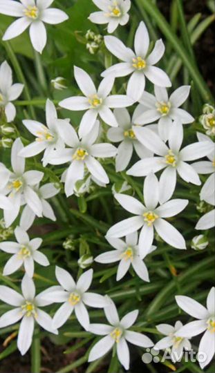 Лимонник китайский, примула, колокольчик и др