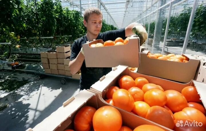Вахта в Москве / Транспортировщик в Агрокомплекс
