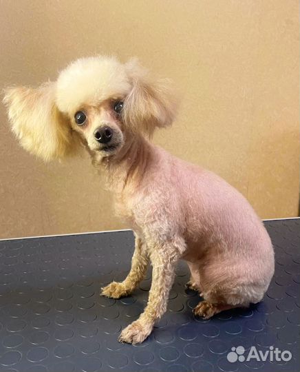 Маленькая собачка в добрые руки