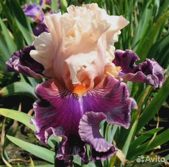 Ирисы сортовые