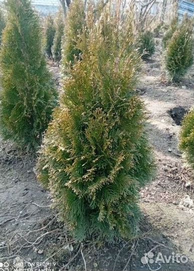 Туя Смарагд