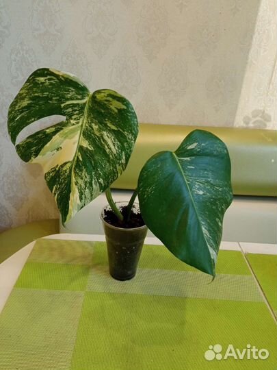 Монстера вариегатная