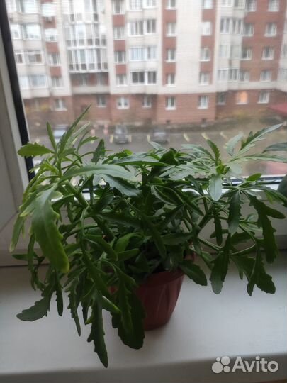 Каланхоэ войлочное и другие виды