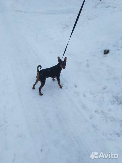 Цвергпинчер, вязка