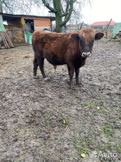 Бычки и быки