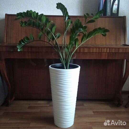 Замиокулькас