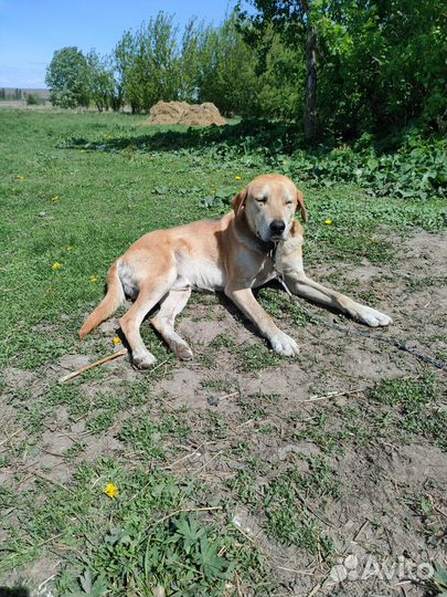 Продам щенят русской гончей