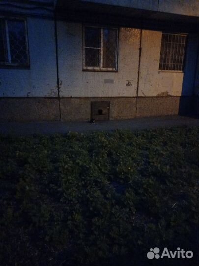 Кошка и котята