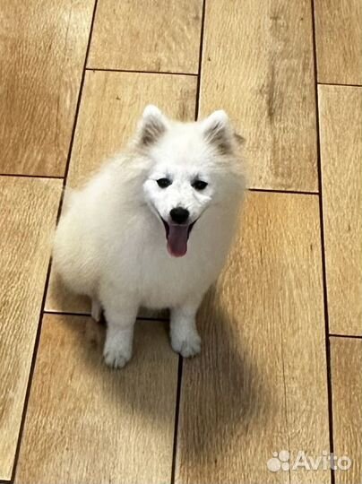 Щенки японского шпица