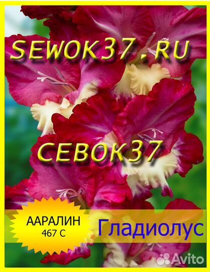 Гладиолусы луковицы