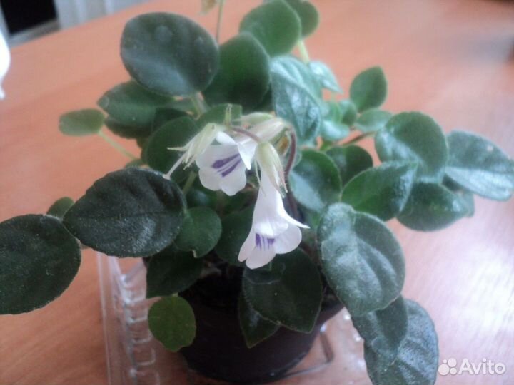 Мини примулина (хирита) Тамиана