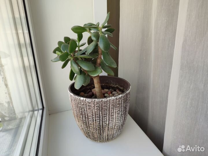 Денежное дерево толстянка крассула