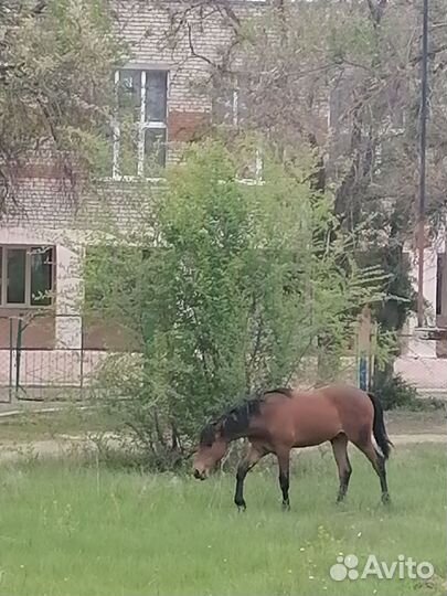 Годовалый жеребенок