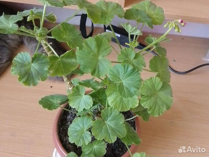 Комнатные цветы