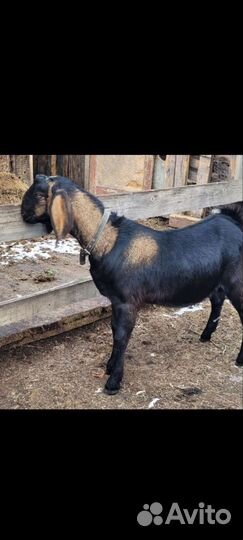 Англо нубийский козел