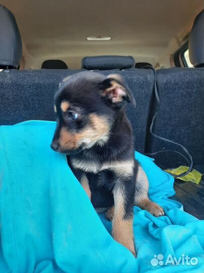 Щенок в добрые руки бесплатно