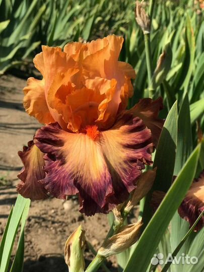Ирисы бородатые сортовые