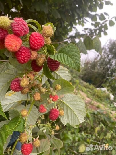 Рассада ремонтантной малины