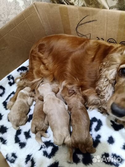 Кокер спаниель