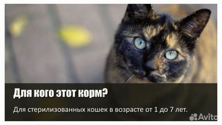 Royal canin regular sterlised 37