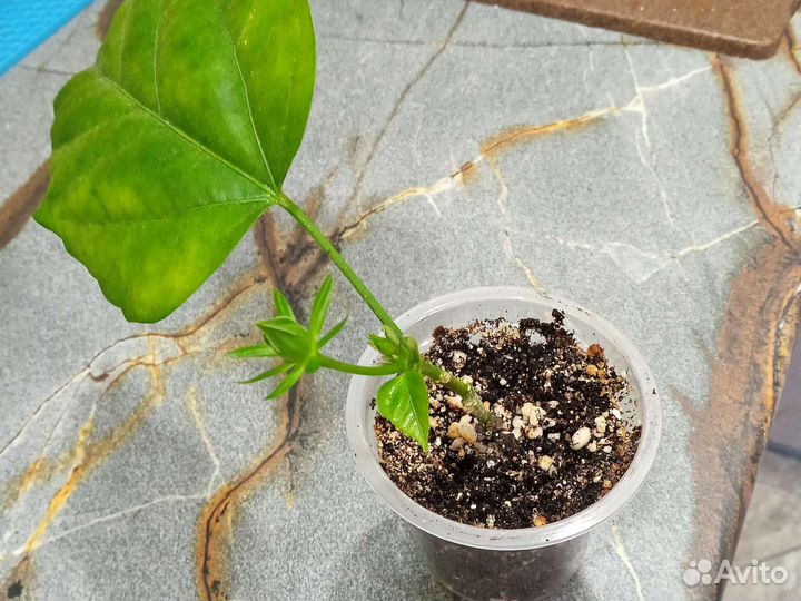 Гибискус китайская роза