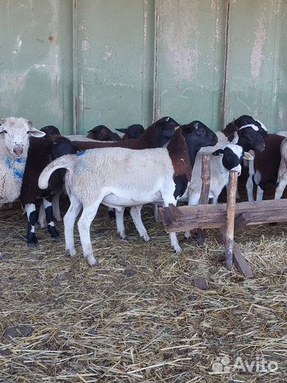 Дорпер баранчики