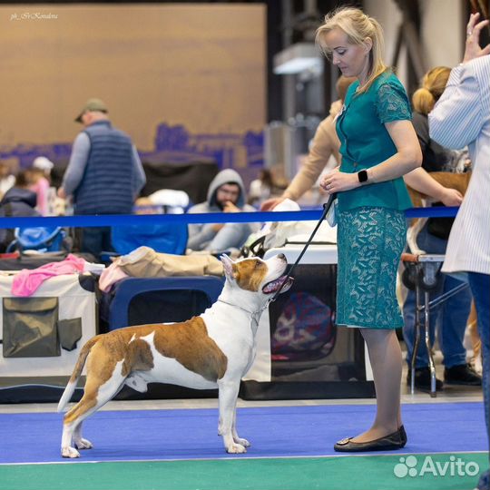 Услуги хендлера