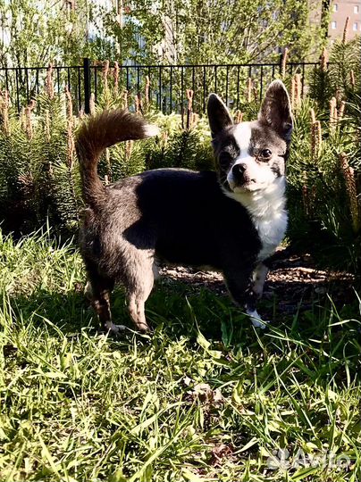 Вязка кобель чихуахуа