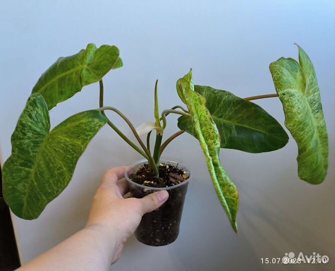 Филодендрон Параисо Верде