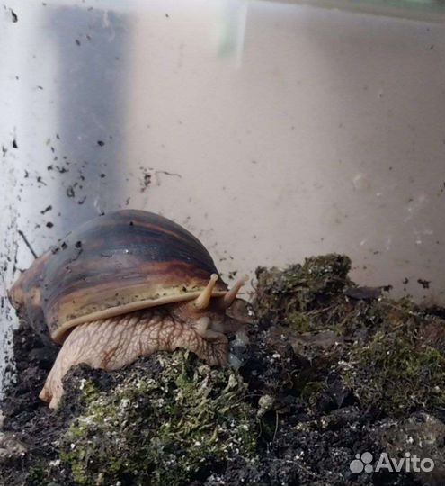 Улитки, разные виды