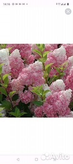 Гортензии Самарская лидия, Ванила фрейз