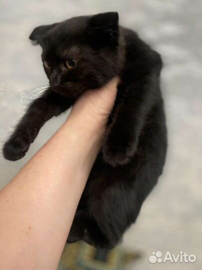 Кошка в дар бесплатно