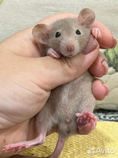 Декоративные Крысята крыски Дамбо