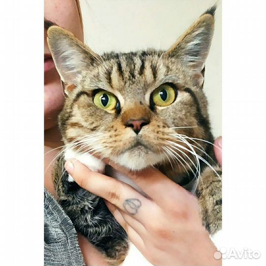 Кошка 2 года стерилизована