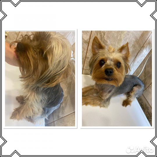 Стрижка собак на дому