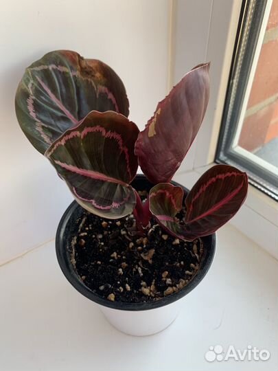 Калатея розеопикта Дотти