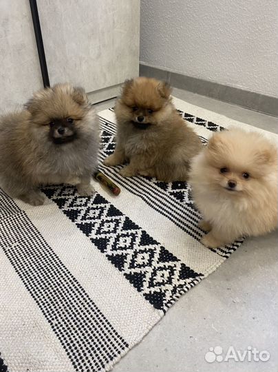 Померанский шпиц