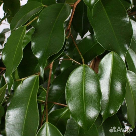 Фикус Бенджамина комнатный саженцы