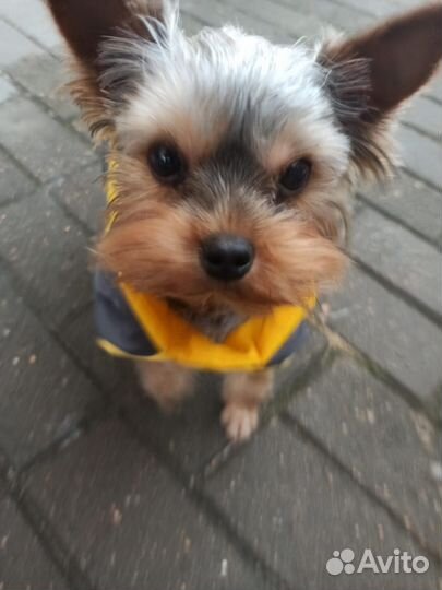 Йоркширский терьер