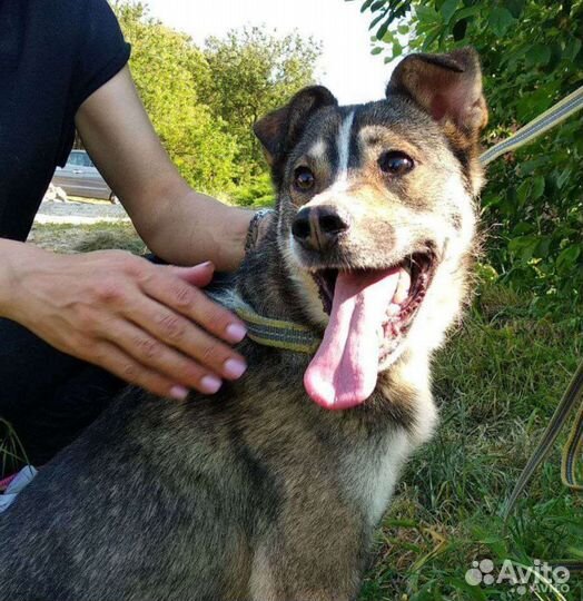 Собака из приюта в добрые руки