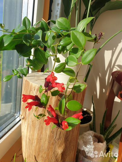 Эхинантус комнатное растение