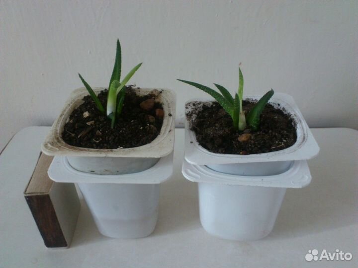 Крассула Хоббит, Хавортия, Крассула, Алоэ