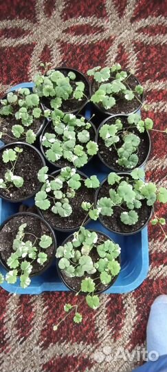 Ампельные растения