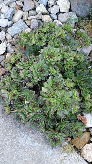 Молодило (каменная роза)