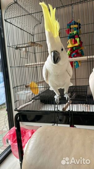 Попугай какаду
