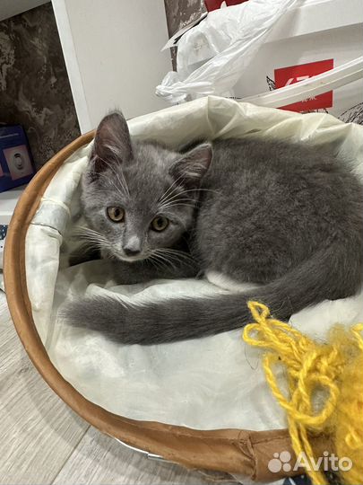 Котята в добрые руки 1 месяц