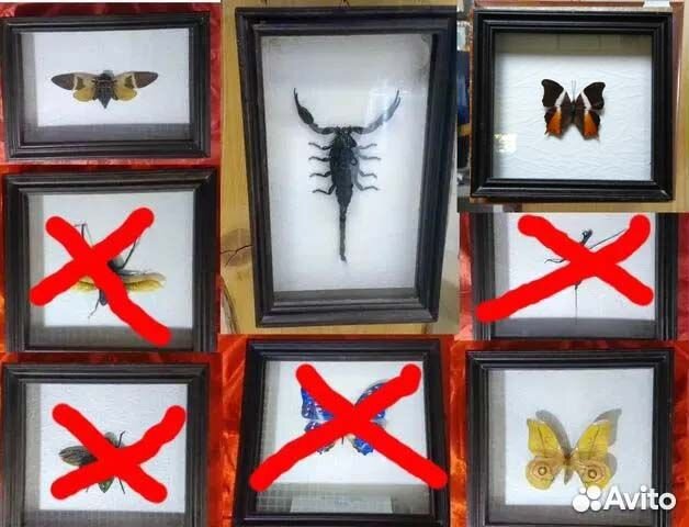 Коллекционная бабочка 2шт. в рамке